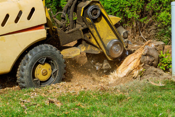 Best Tree Cabling and Bracing  in Shallowater, TX