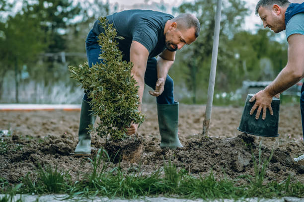 Best Lawn Watering Services  in Shallowater, TX