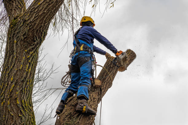 Best Commercial Tree Services  in Shallowater, TX